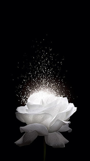 33541 white rose hospice 1
