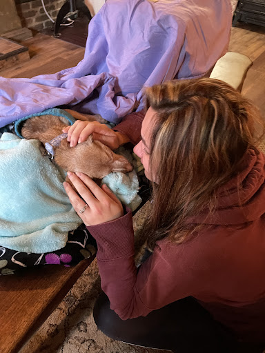 39977 heaven at home pet hospice