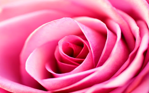 42743 roze room 1