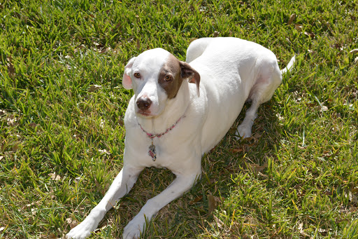 54117 paws at peace pet hospice